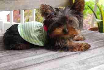 How to wash Yorkshire terriers